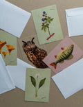 Postkortpakke — Mildmarken