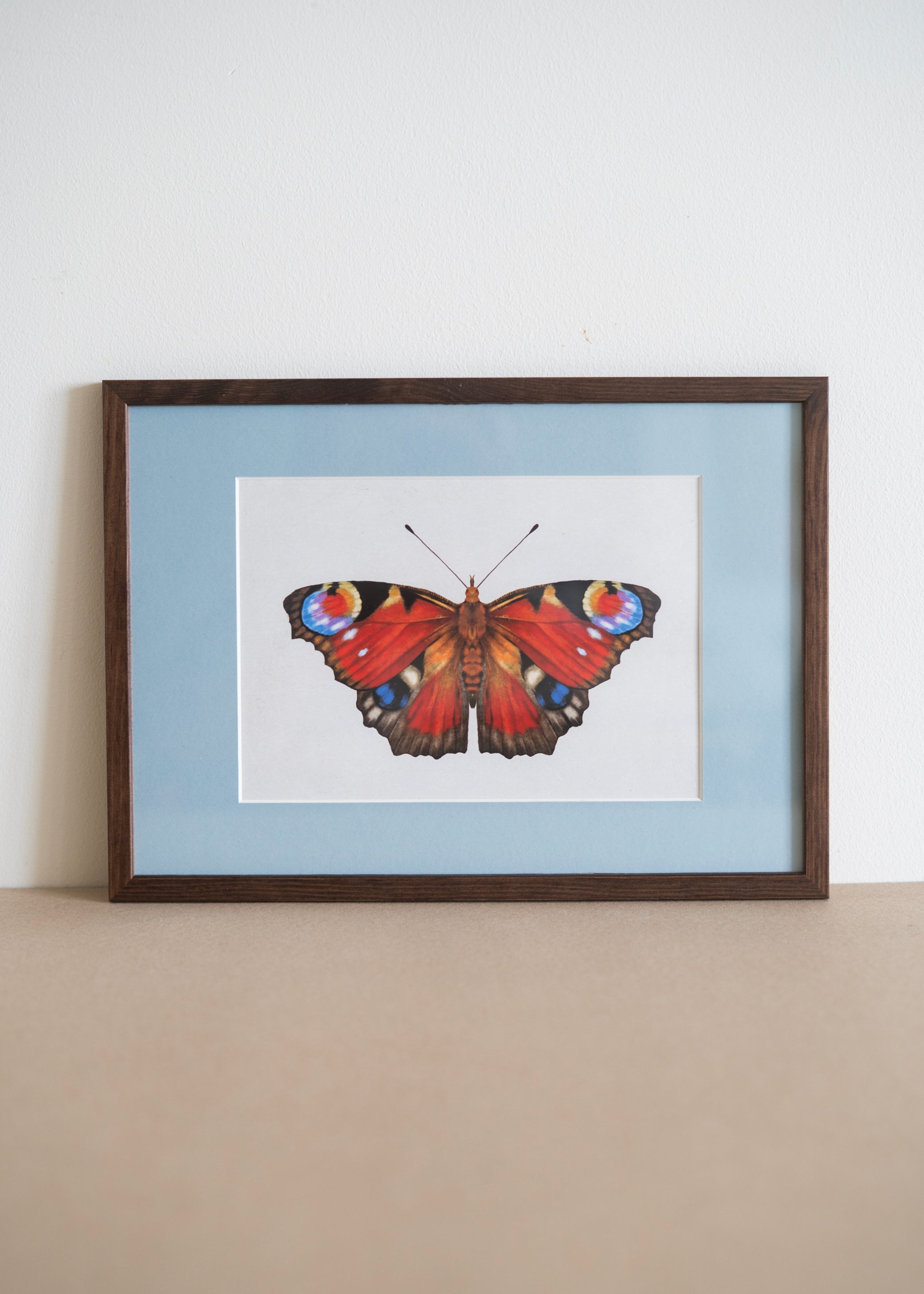 Dagpåfugleøje — Indrammet