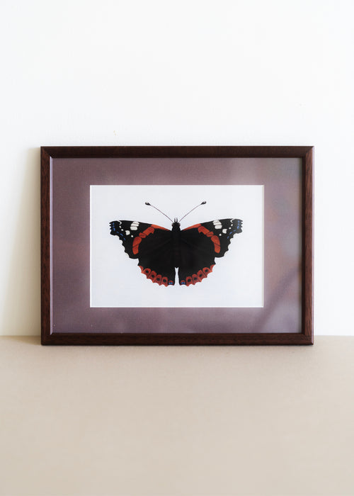 Admiral — Indrammet