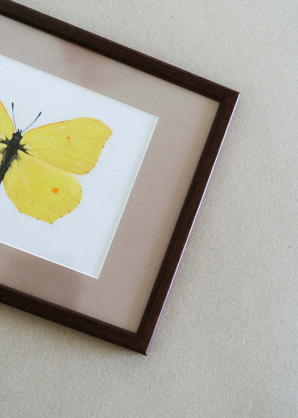 Citronsommerfugl — Indrammet