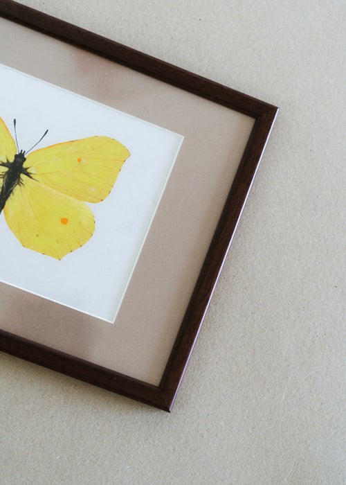 Citronsommerfugl — Indrammet