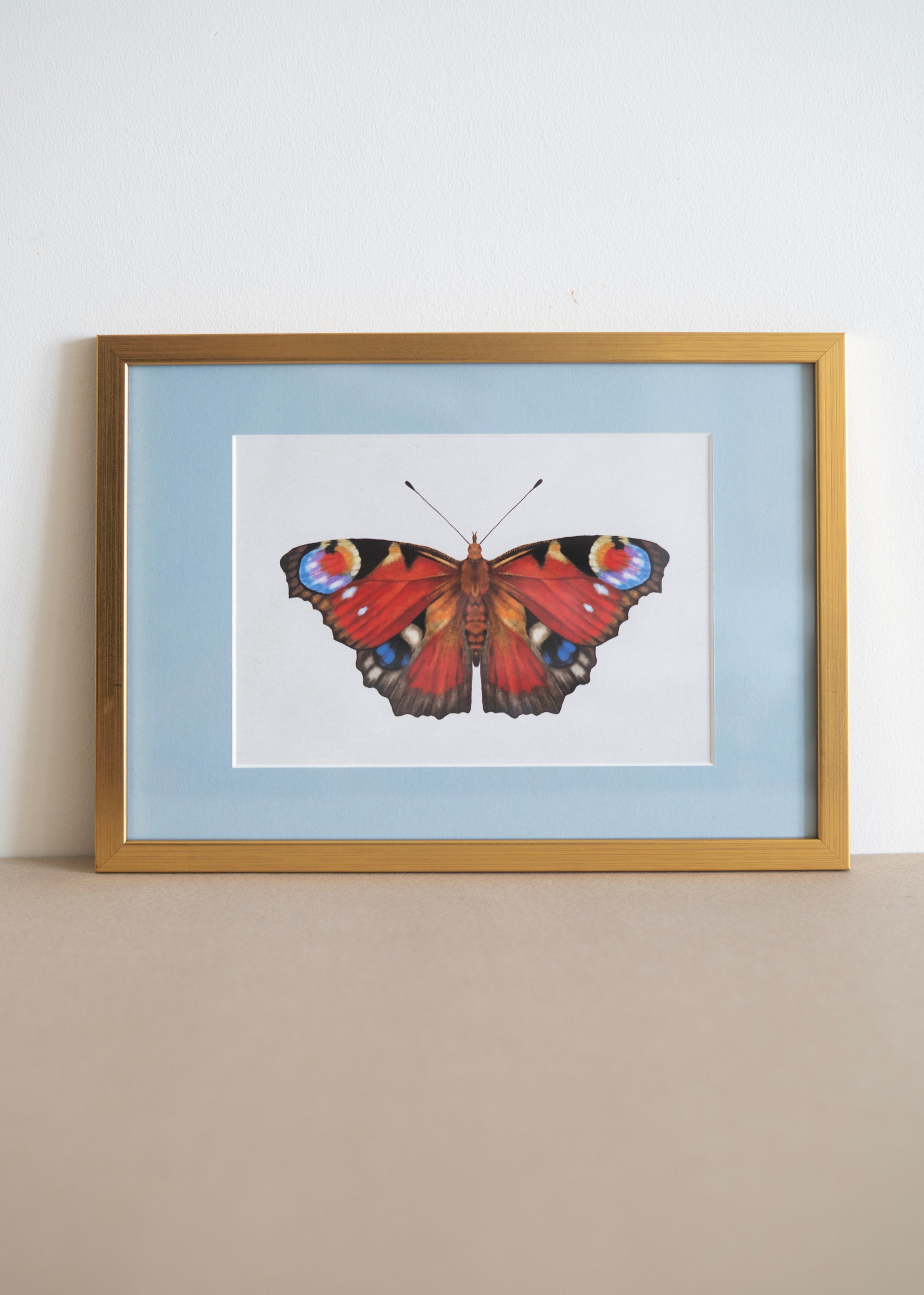 Dagpåfugleøje — Indrammet